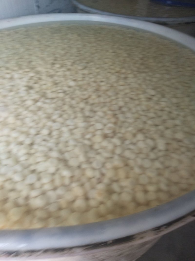 毛马蹄，白马蹄，沙糖柑
