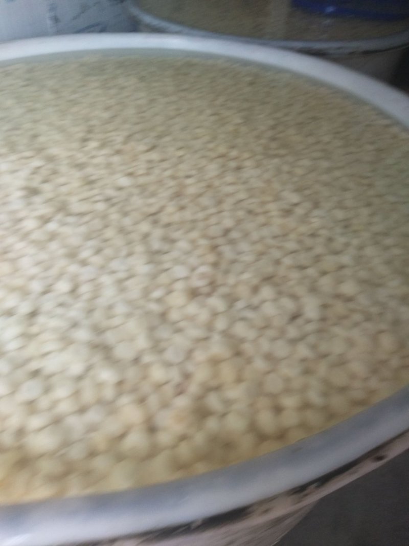 毛马蹄，白马蹄，沙糖柑