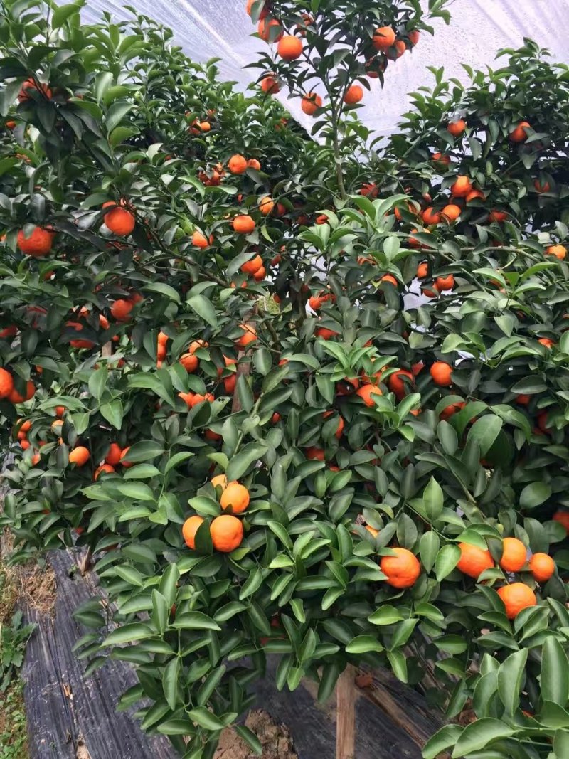毛马蹄，白马蹄，沙糖柑