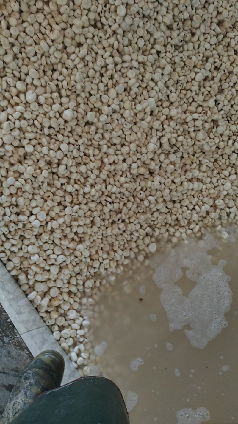 毛马蹄，白马蹄，沙糖柑