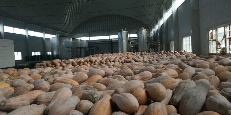 南瓜基地