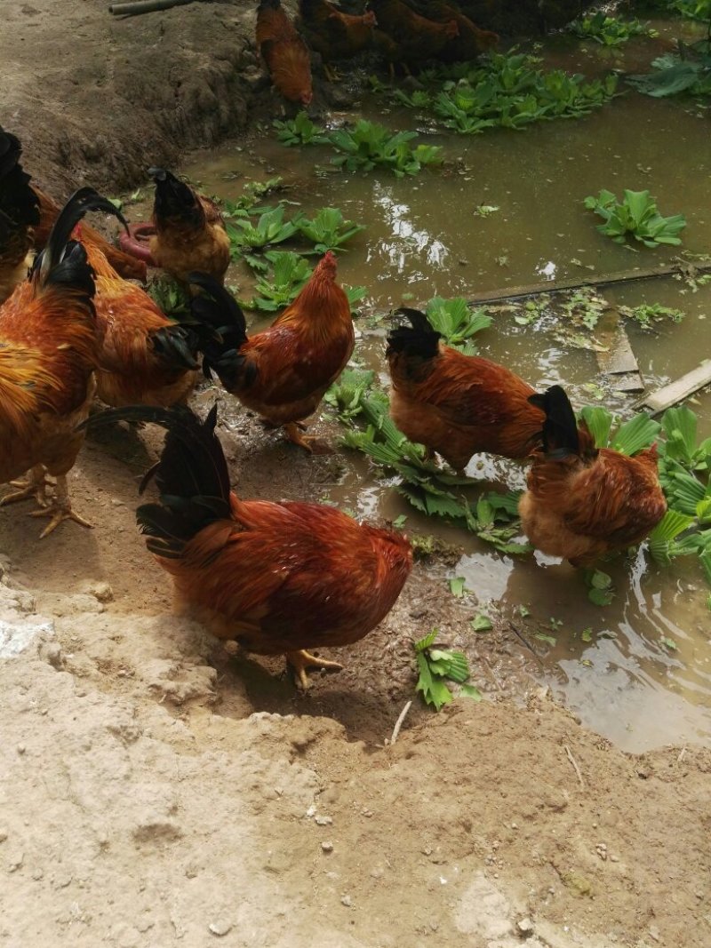 土鸡