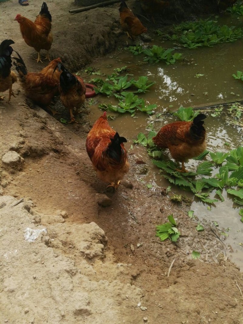 土鸡