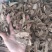 木香无硫云木香蜜香木香个木香片各种规格