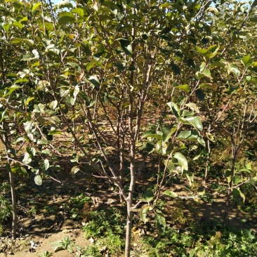 供应各种规格123沙果树苗