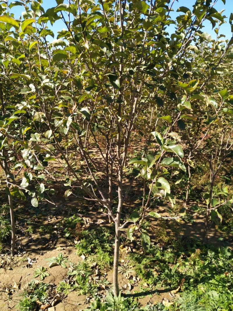 供应各种规格123沙果树苗