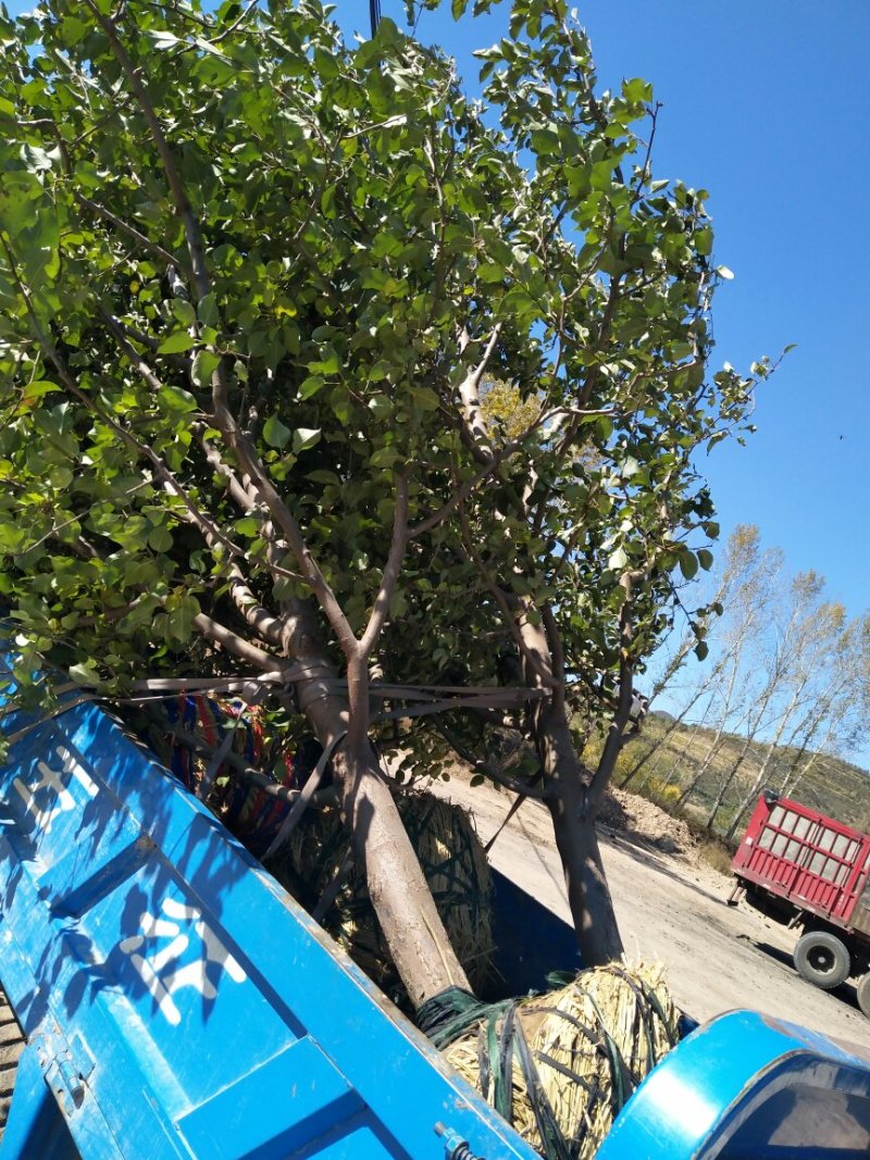 供应各种规格123沙果树苗