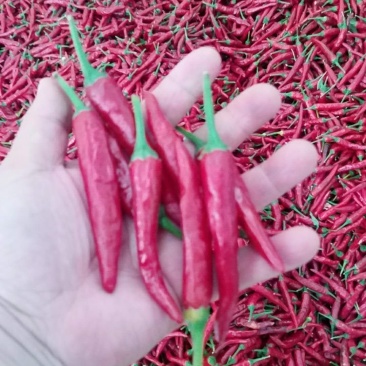 红辣椒