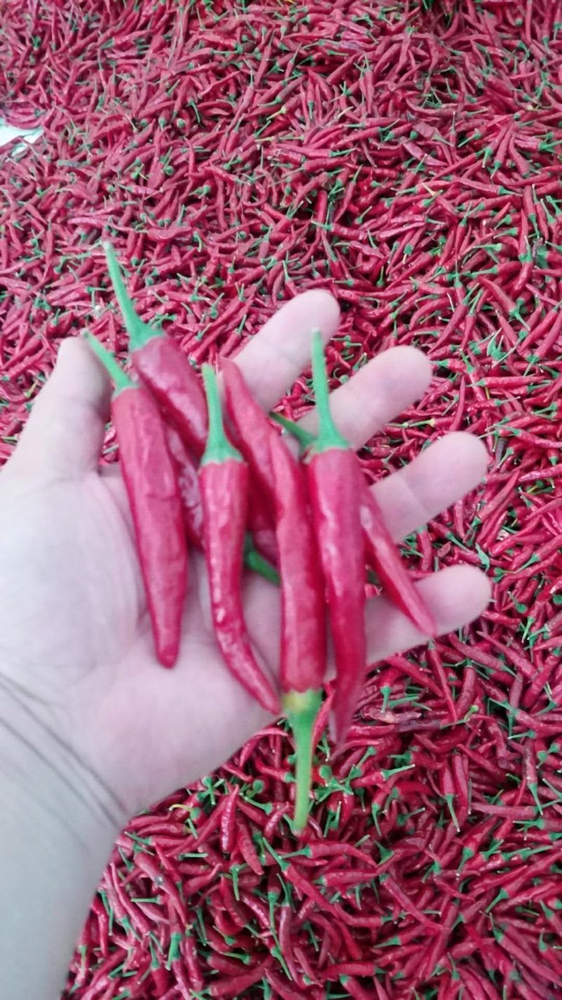 红辣椒