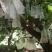 台湾红龙杨桃，65元件50件起批发