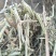 花生秧草料，花生秧草段，厂家直销，保证无土无膜无霉变