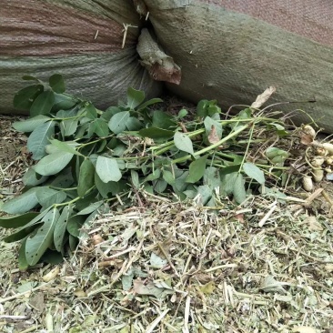 花生秧草料，花生秧草段，厂家直销，保证无土无膜无霉变