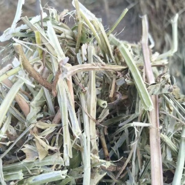 18个月优质花生质量好价格实惠，保证质量无土无膜