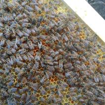 供应釆蜂蜜强群中蜂