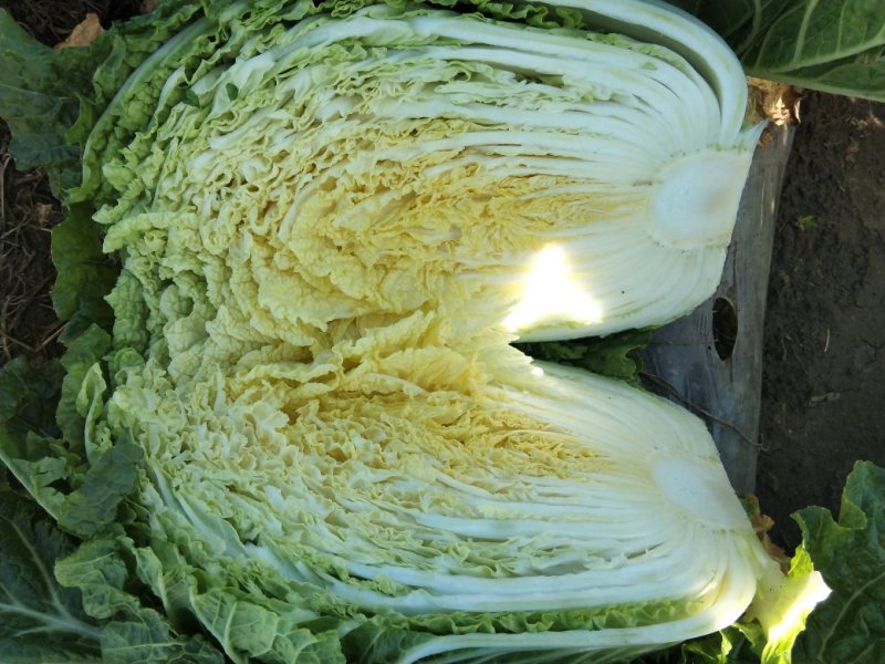 量大