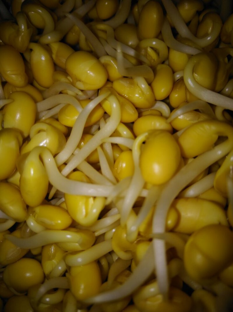 有机豆芽，绿色食品。有两种规格。