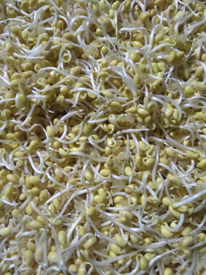 有机豆芽，绿色食品。有两种规格。