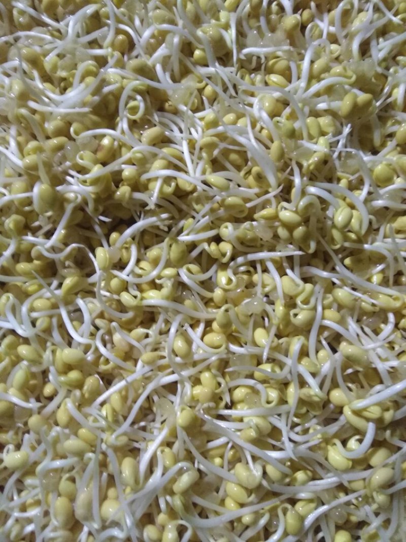 有机豆芽，绿色食品。有两种规格。