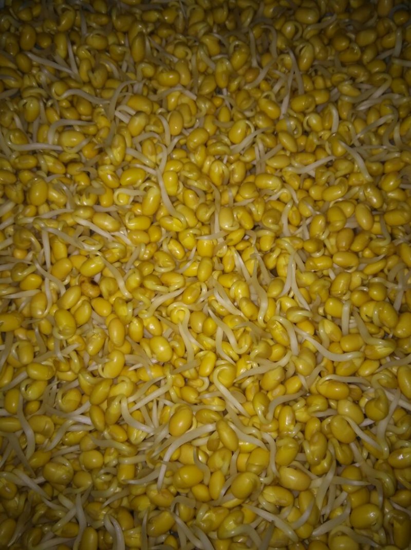 有机豆芽，绿色食品。有两种规格。