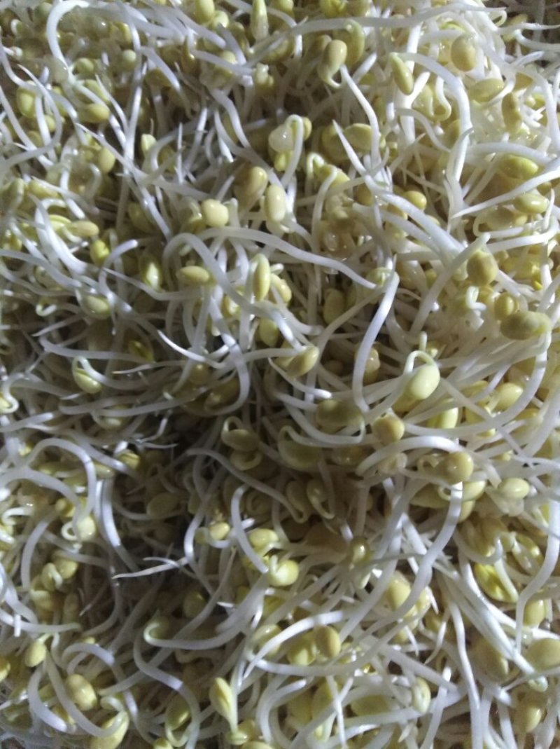 有机豆芽，绿色食品。有两种规格。