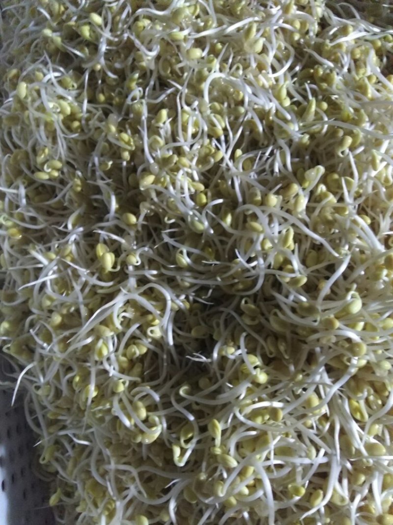 有机豆芽，绿色食品。有两种规格。