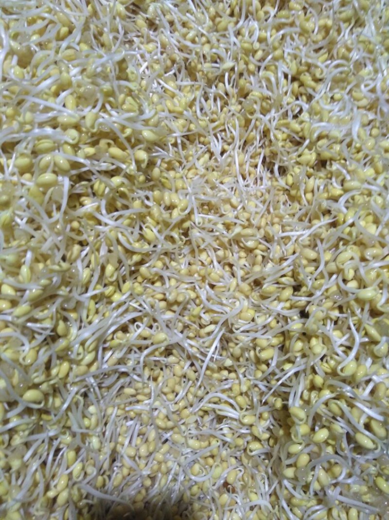 有机豆芽，绿色食品。有两种规格。