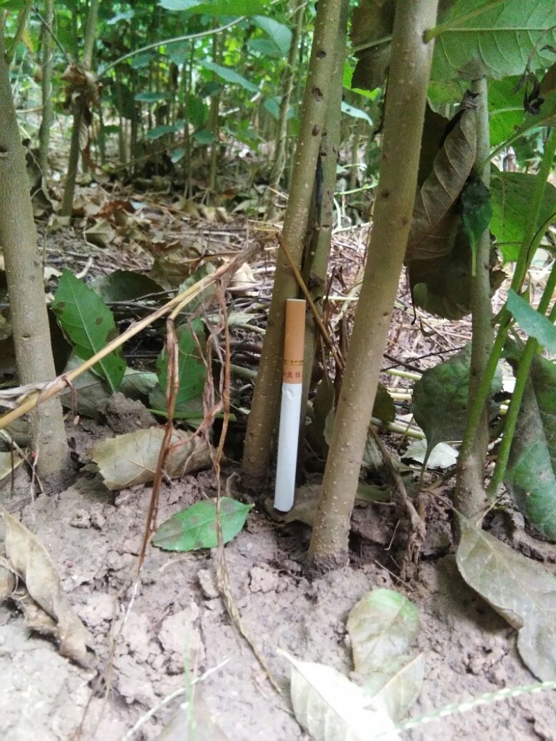 白蜡苗