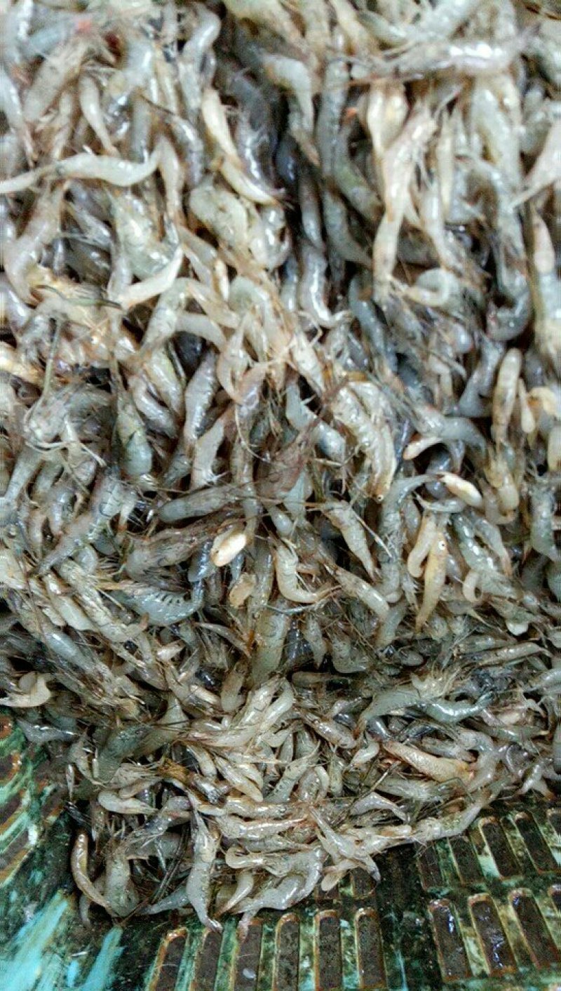 山根鱼河虾