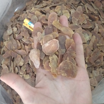 红参中大片