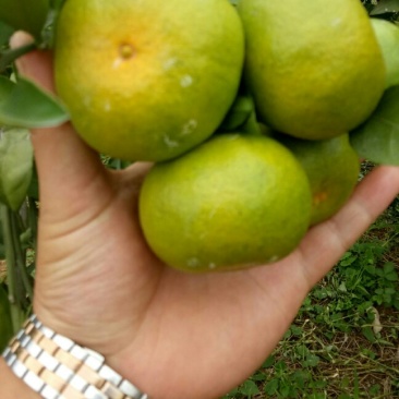 湖北蜜桔