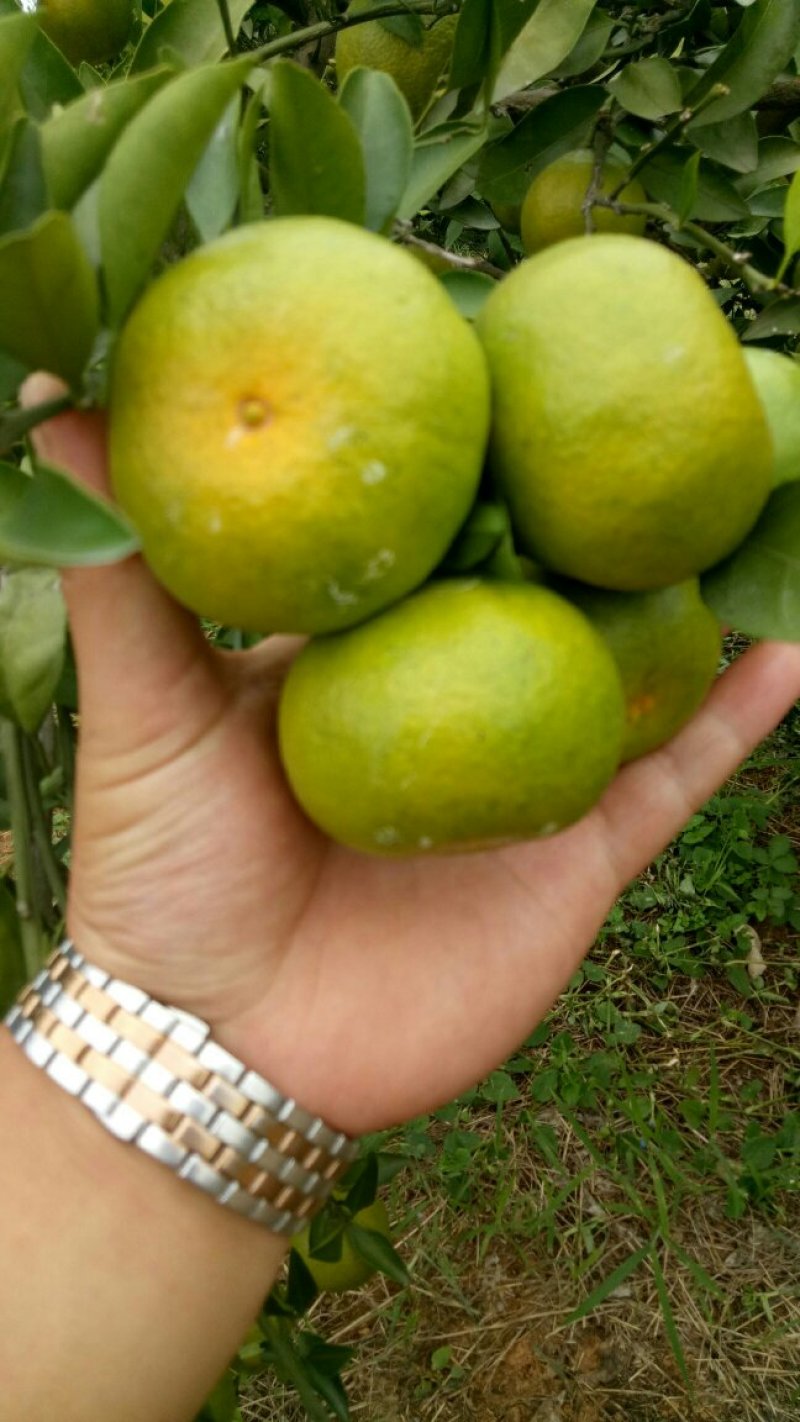 湖北蜜桔