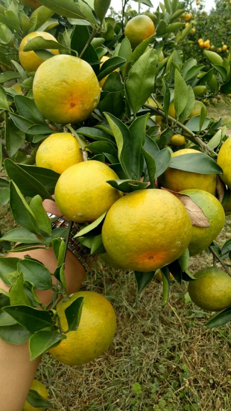 湖北蜜桔