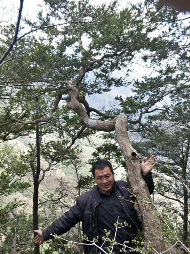 紫薇