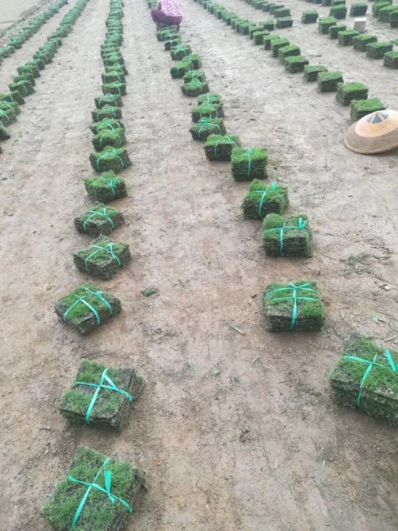 自產自銷十成草皮草卷