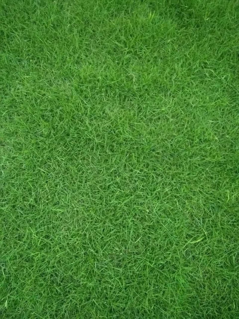 自產自銷十成草皮草卷