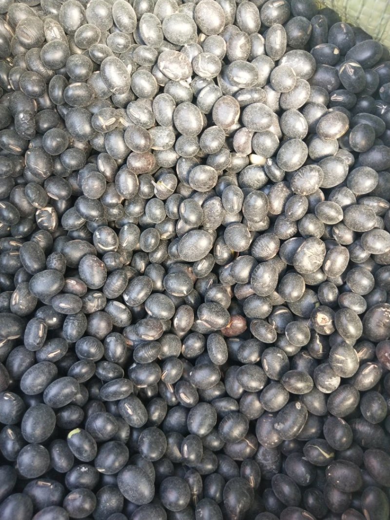 黑豆药用黑豆无添加无杂质中药材批发零售