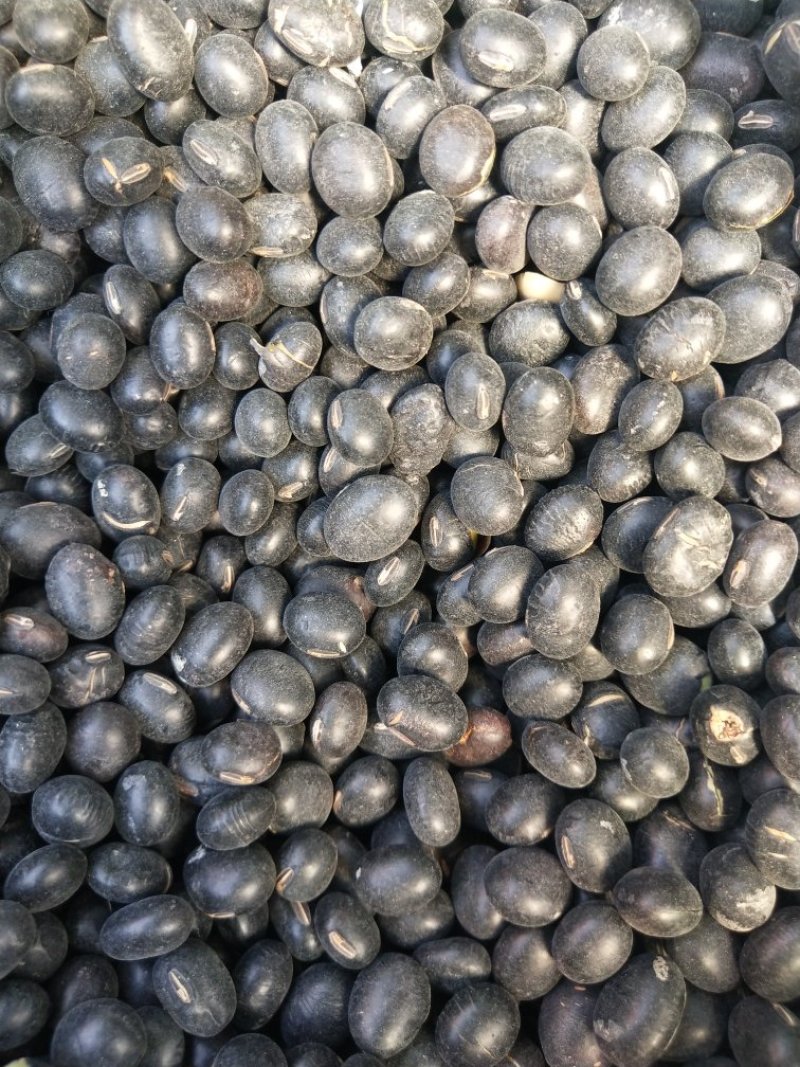 黑豆药用黑豆无添加无杂质中药材批发零售