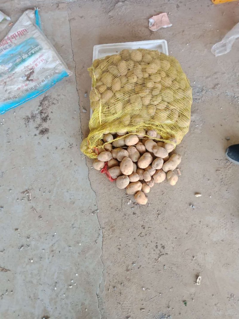 小土豆2两左右货