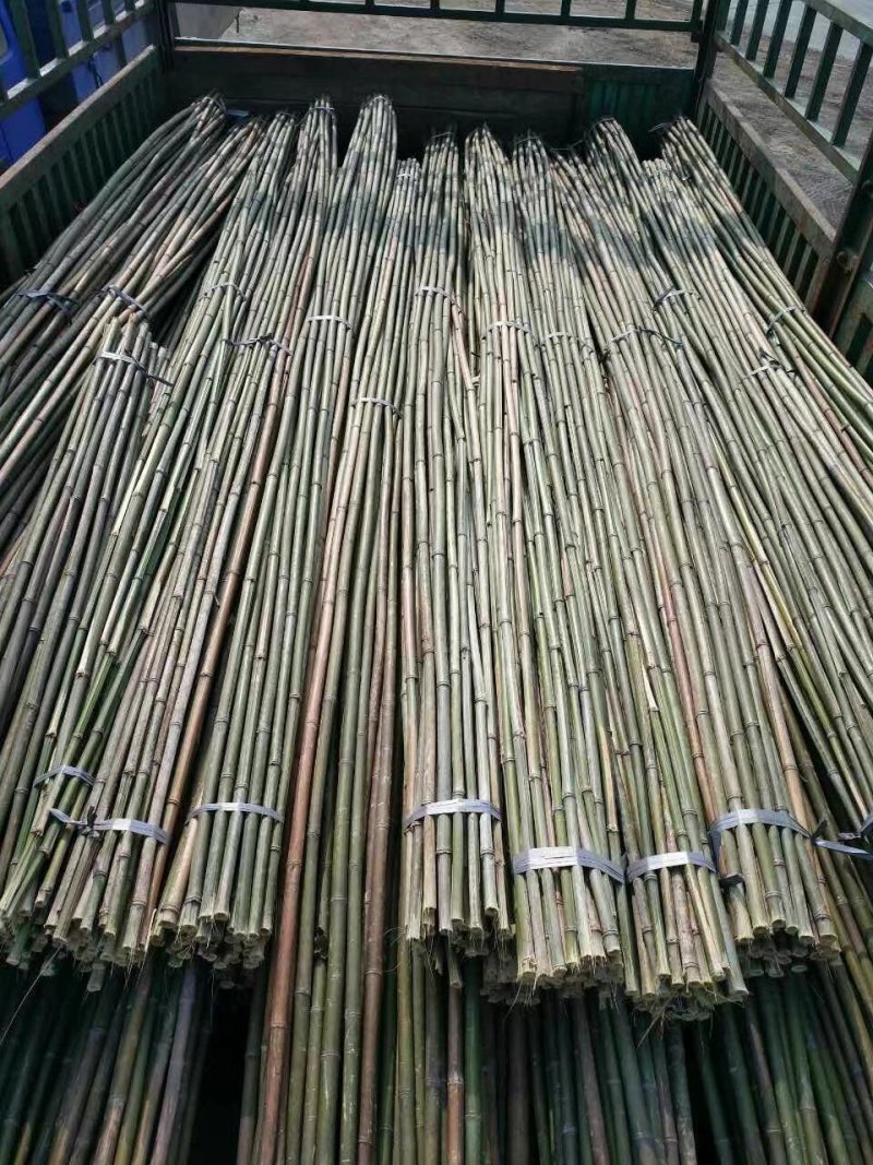 优质竹竿，金竹，菜架竹，西红柿架杆，火龙架，产地直销