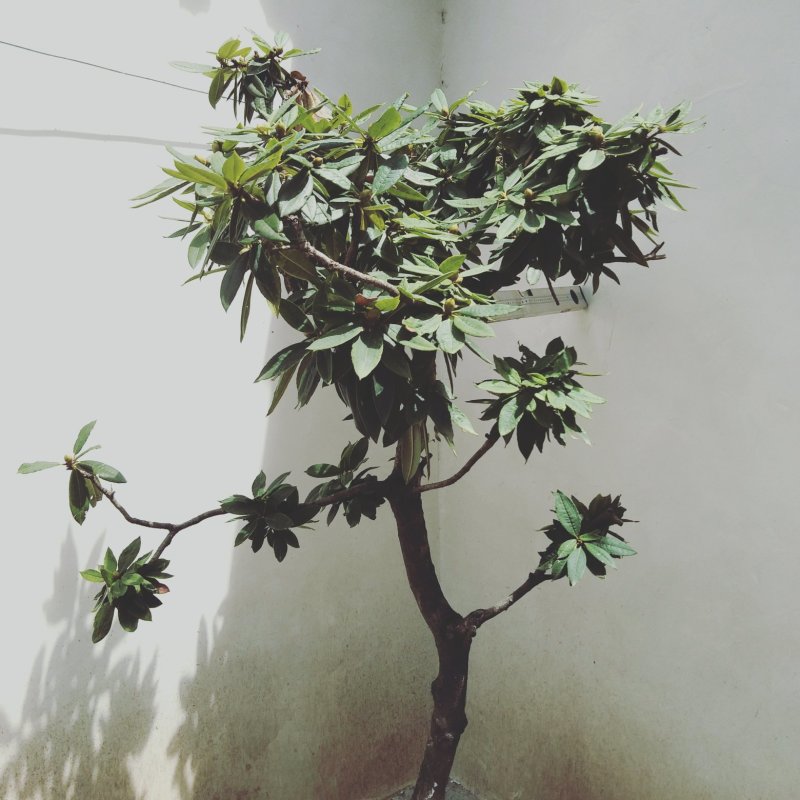 杜鹃花贫景