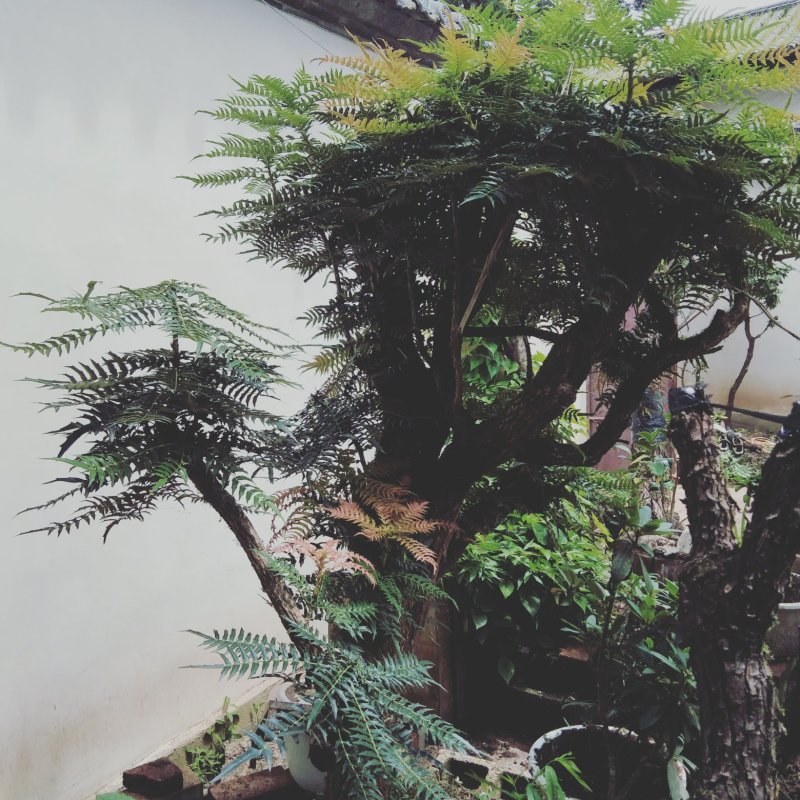 杜鹃花贫景