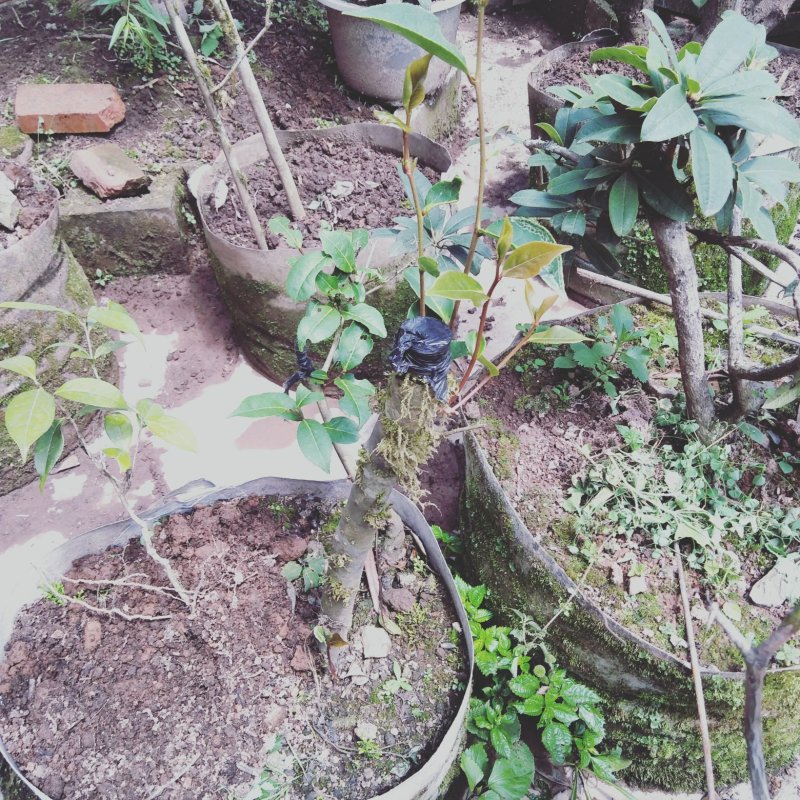 杜鹃花贫景