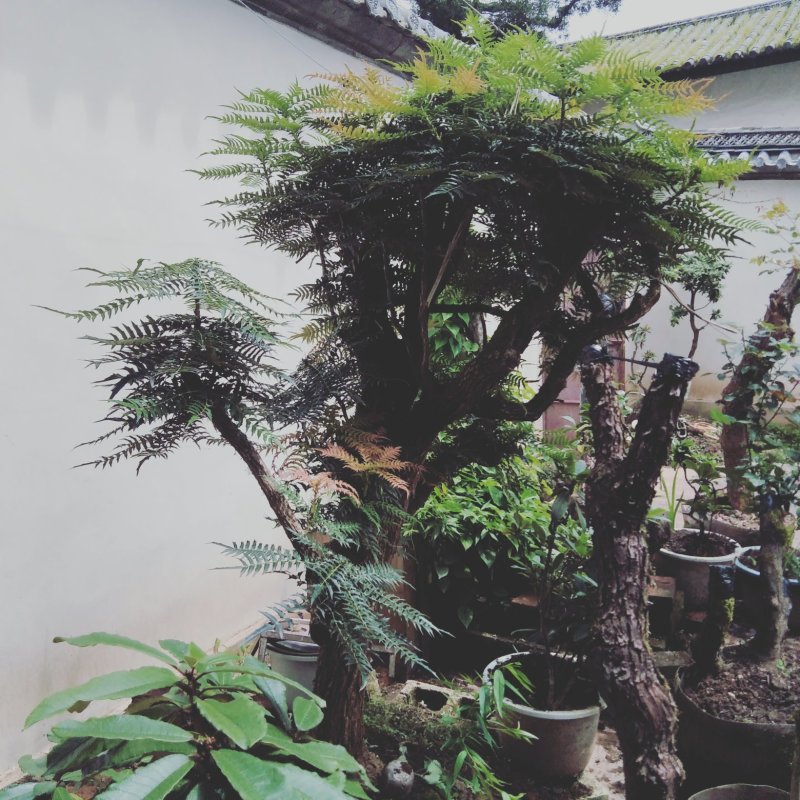 杜鹃花贫景