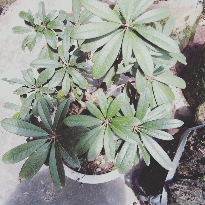杜鹃花贫景