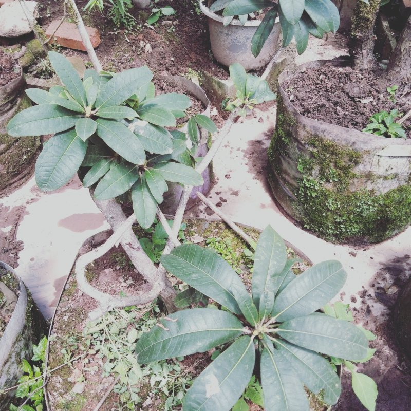 杜鹃花贫景