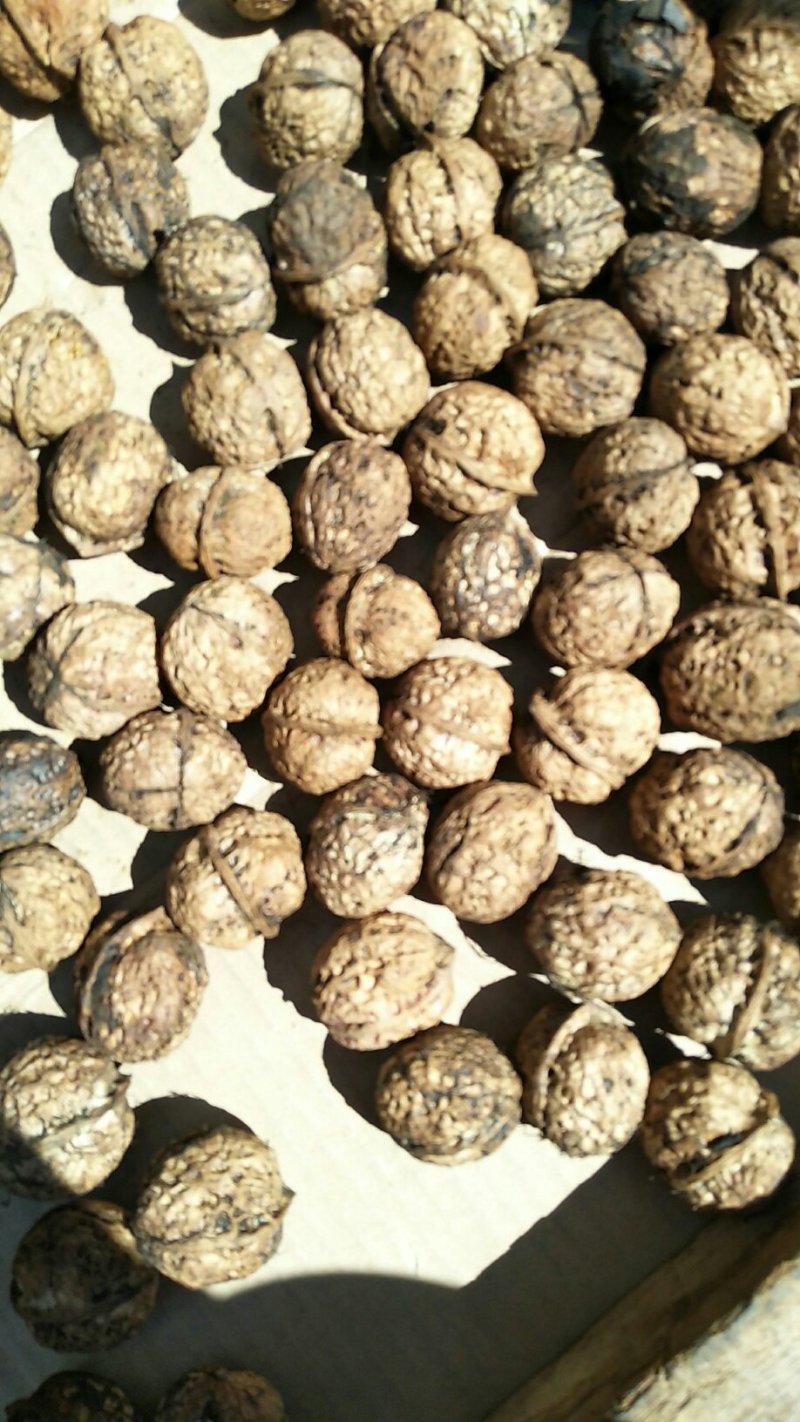 核桃鲜果核桃干果