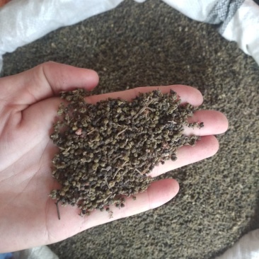 吴茱萸