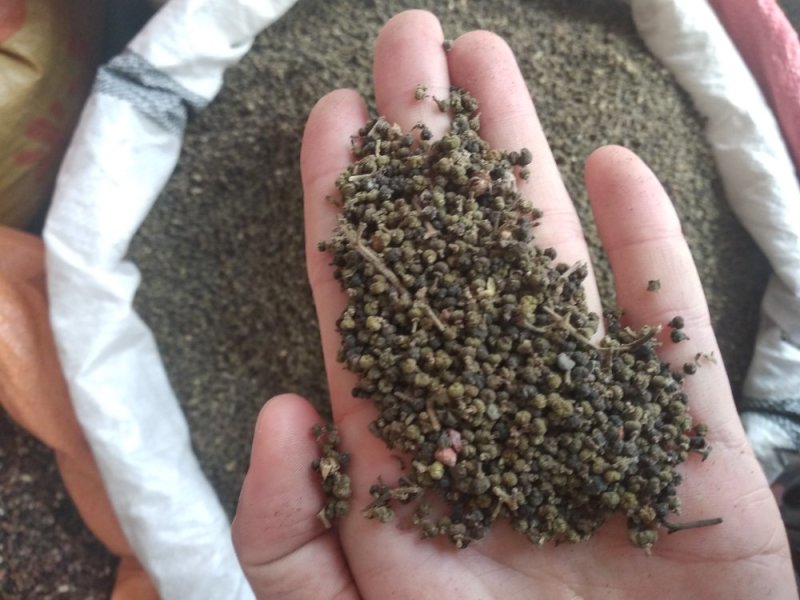 吴茱萸
