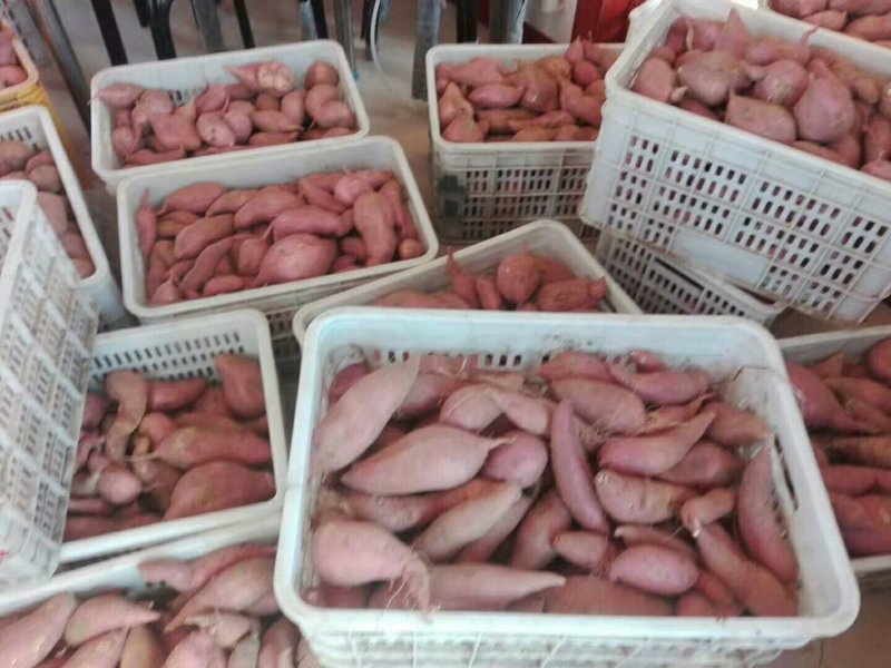 【推荐】烟薯红薯瓦房店大量上市基地直供专供批发需要联系