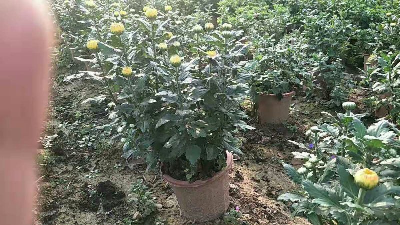 多头菊花